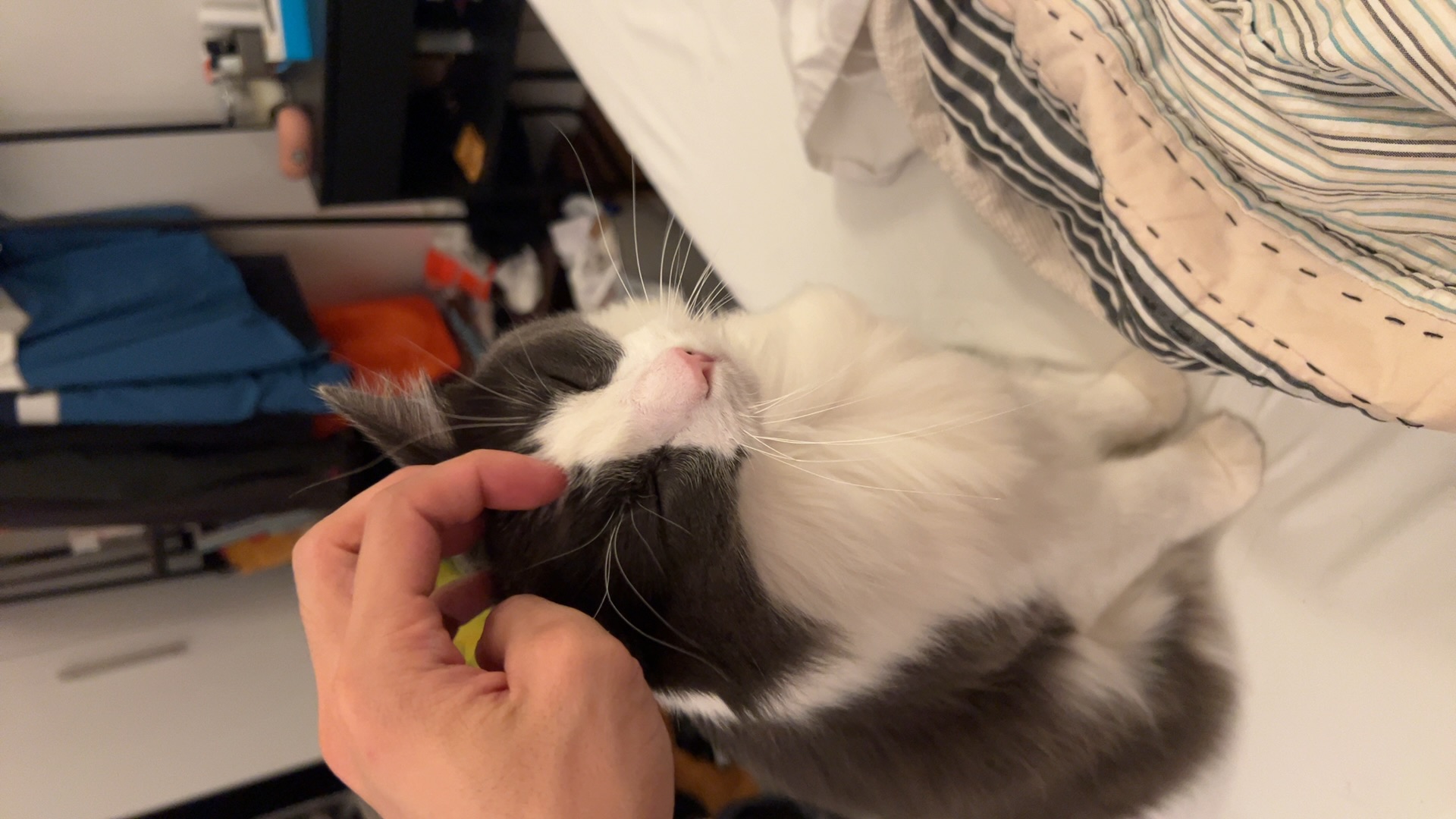 Bob enjoying some nice scratches
